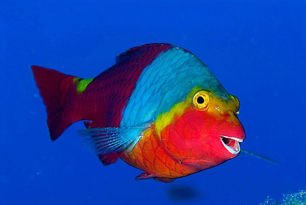 Acquario Dei Fralle Oristano Exteriér fotografie